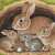 Hasenmutter und ihre Jungen Puzzle