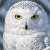 The Mysterious Gaze of the Snowy Owl Jigsaw Puzzle