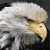 Bald Eagle Portrait Jigsaw Puzzle