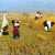 Harvest in Ukraine (by Mykola Pymonenko) Jigsaw Puzzle