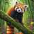 Panda rojo en una rama en la selva tropical Rompecabezas