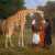 Nubian Giraffe (Jacques-Laurent Agasse) Jigsaw Puzzle