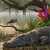 Crocodile on the Bank of a Tropical River Jigsaw Puzzle