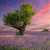 Lonely Tree in the Middle of a Lavender Field Jigsaw Puzzle
