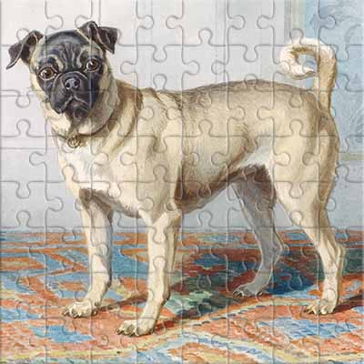 Retrato del pug Edwin vom Rath (Conradijn Cunaeus) Rompecabezas