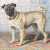 Portrait of Pug Edwin Vom Rath (Conradijn Cunaeus) Jigsaw Puzzle