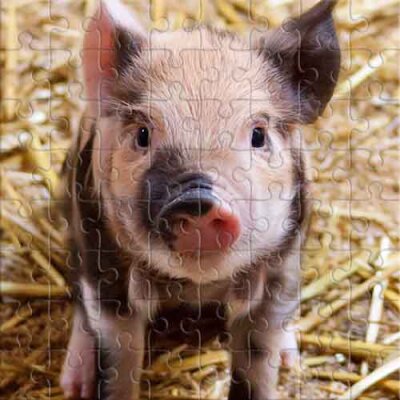 Un petit cochon tacheté Puzzle