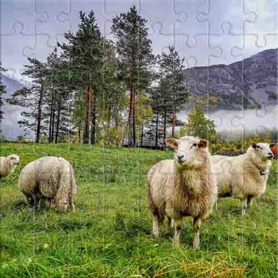 Sheep on a Mountain Pasture Jigsaw Puzzle