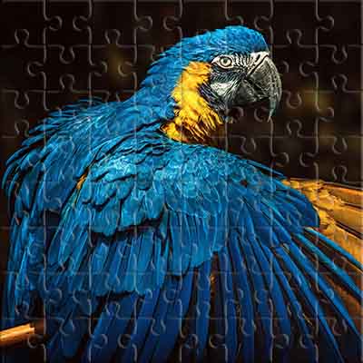 Portrait of a Macaw Parrot Jigsaw Puzzle