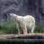 White Bear by the Cliff Jigsaw Puzzle