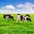 Cows on Pasture Jigsaw Puzzle