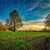 Lonely Tree at Dawn Jigsaw Puzzle