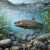 Unterwasserwelt der Bachforelle Puzzle