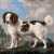 Norfolk-Spaniel (George Stubbs) Puzzle