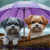 Un bote, la lluvia y dos cachorros Rompecabezas