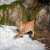 Lince entre rocas y nieve Rompecabezas