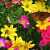 Schmetterling und Biene auf leuchtenden Sommerblumen Puzzle