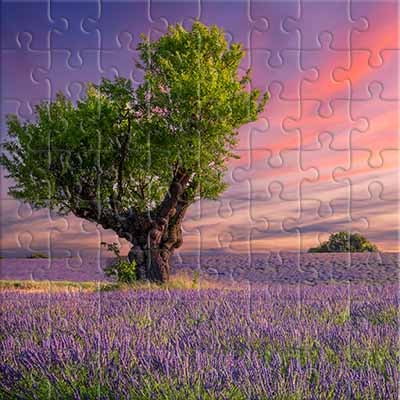 Lavender Field at Sunset