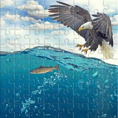 Eagle on the Hunt