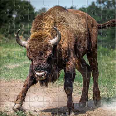 Bison in a Glade Jigsaw Puzzle
