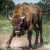 Wisent auf einer Lichtung Puzzle