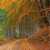 Herbstwald, Nebel und ein Weg ins Unbekannte Puzzle