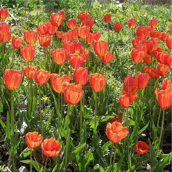 Garten-Tulpe Puzzle