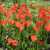 Garden Tulip Jigsaw Puzzle Garden Tulip Jigsaw Puzzle