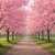 Sakura (Cherry Blossom) Jigsaw Puzzle Sakura (Cherry Blossom) Jigsaw Puzzle
