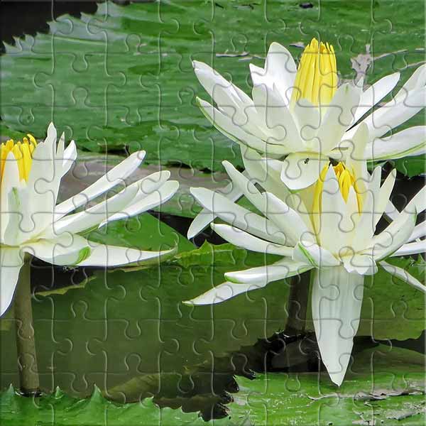 Weiße Seerose Puzzle