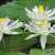 White Waterlily Jigsaw Puzzle White Waterlily Jigsaw Puzzle