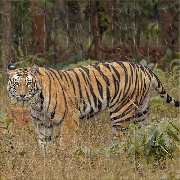 Königstiger Puzzle