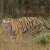 Bengal tiger Jigsaw Puzzle Bengal tiger Jigsaw Puzzle