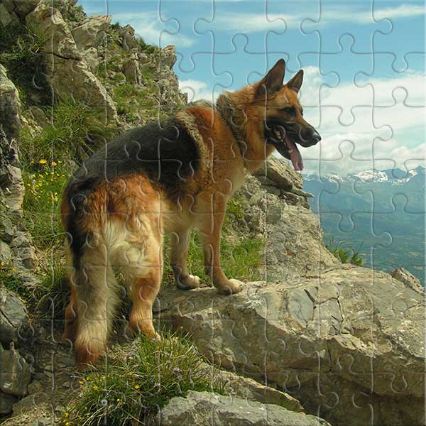 Deutscher Schäferhund Puzzle