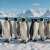 Penguins Jigsaw Puzzle Penguins Jigsaw Puzzle