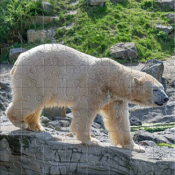 Eisbär Puzzle