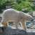 Polar Bear Jigsaw Puzzle Polar Bear Jigsaw Puzzle