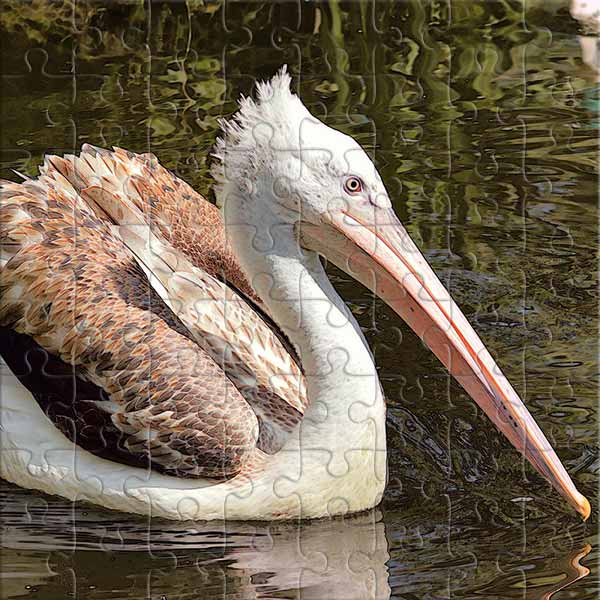 Fleckschnabelpelikan Puzzle
