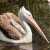 Spot-billed Pelican Jigsaw Puzzle Spot-billed Pelican Jigsaw Puzzle