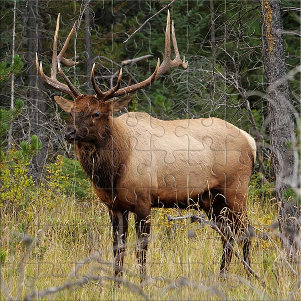 Wapiti Puzzle
