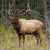 Wapiti Jigsaw Puzzle Wapiti Jigsaw Puzzle